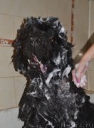 Превью фото № 237419