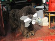 Превью фото № 237424