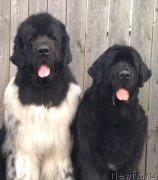 Превью фото № 237431