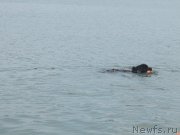 Превью фото № 237433