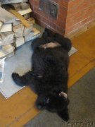 Превью фото № 237437