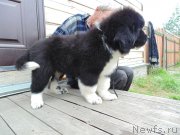 Превью фото № 237451