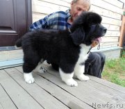 Превью фото № 237452