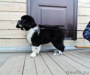 Превью фото № 237454