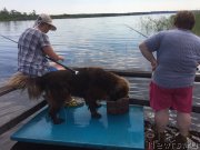 Превью фото № 237466