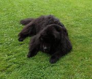 Превью фото № 237485