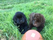 Превью фото № 237490