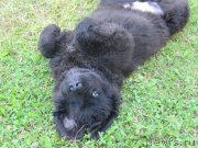 Превью фото № 237495