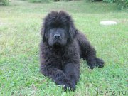 Превью фото № 237497