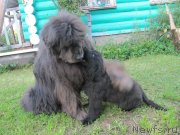 Превью фото № 237499