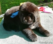 Превью фото № 237504