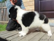 Превью фото № 237511