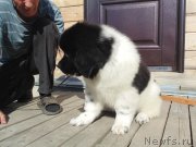 Превью фото № 237513