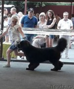 Превью фото № 237516