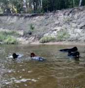 Превью фото № 237522