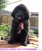 Превью фото № 237530