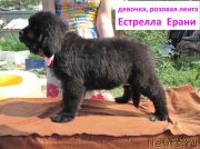 Превью фото № 237531