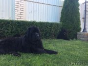 Превью фото № 237578