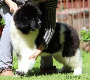 Превью фото № 237630