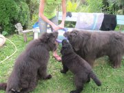 Превью фото № 237676