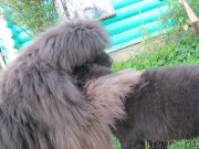 Превью фото № 237697