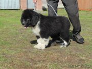 Превью фото № 237715