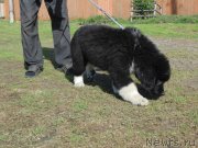 Превью фото № 237716