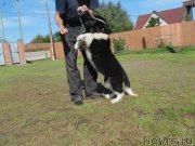 Превью фото № 237722