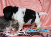 Превью фото № 237734