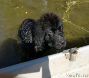 Превью фото № 237773