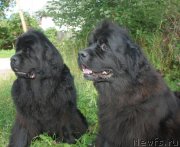 Превью фото № 237838