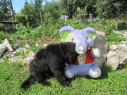 Превью фото № 237851