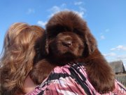 Превью фото № 237860