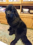 Превью фото № 237866