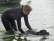 Превью фото № 237892