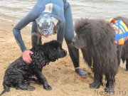 Превью фото № 237903