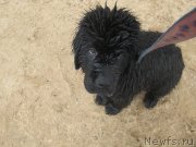 Превью фото № 237910