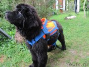 Превью фото № 237922