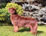 Превью фото № 237925