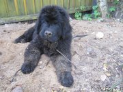 Превью фото № 237926