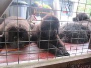 Превью фото № 237928