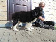 Превью фото № 237939