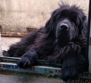 Превью фото № 237945