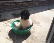 Превью фото № 237954