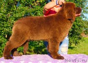 Превью фото № 237984