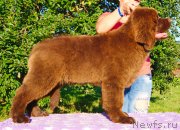 Превью фото № 237985