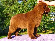 Превью фото № 237989