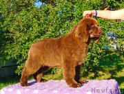 Превью фото № 237991