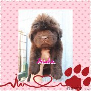 Превью фото № 238002