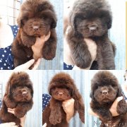 Превью фото № 238003